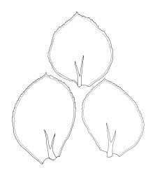 Calyptrochaeta cristata, three lateral leaves. Drawn from V.D. Zotov s.n., 27 Aug. 1933, CHR 6867.
 Image: R.C. Wagstaff © Landcare Research 2017 